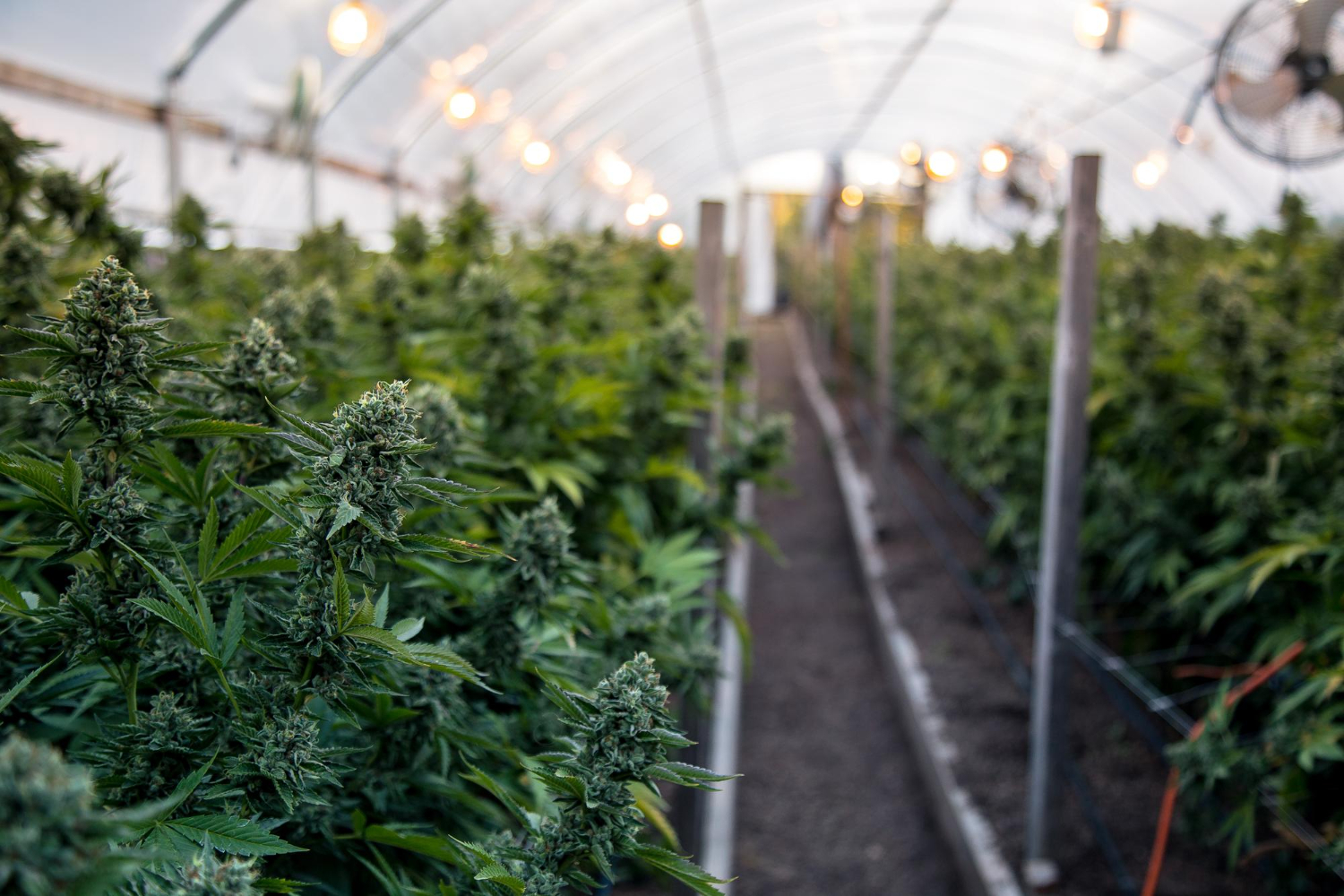 Best Lighting Systems for Indoor Cannabis Cultivation 