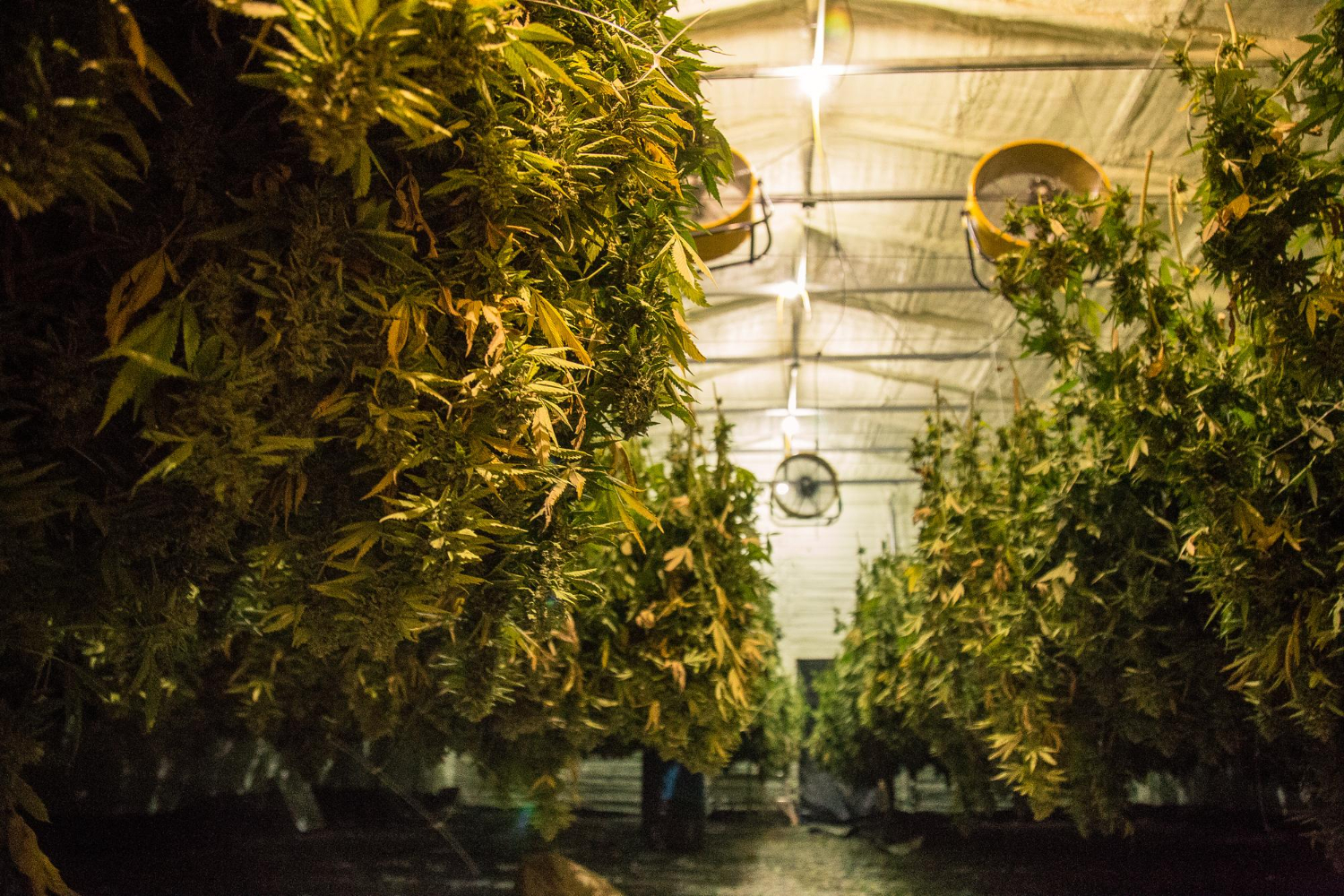 Ventilation and Climate Control for Indoor Cannabis Gardens